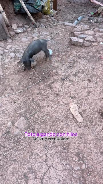 @🐈Rebeca y sus ocurrencias