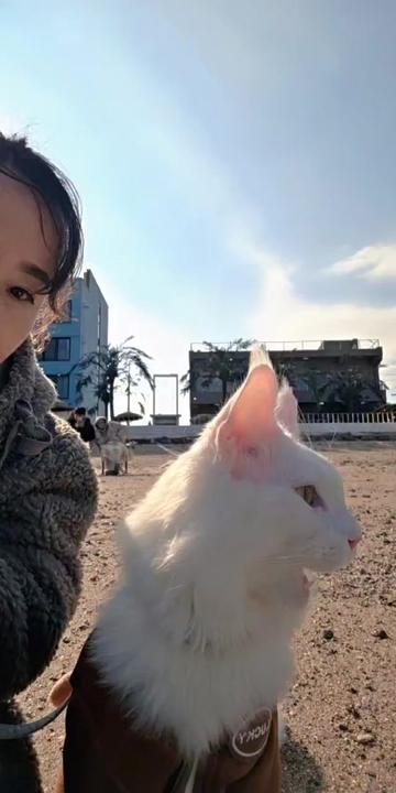 @8냥이 집사