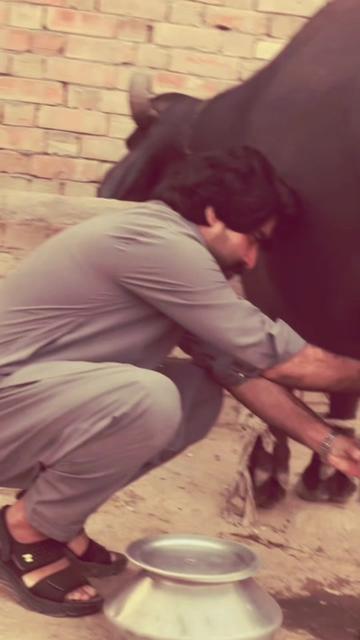 @Zain joyia