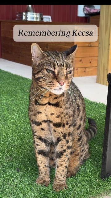 @The Wildcat Sanctuary