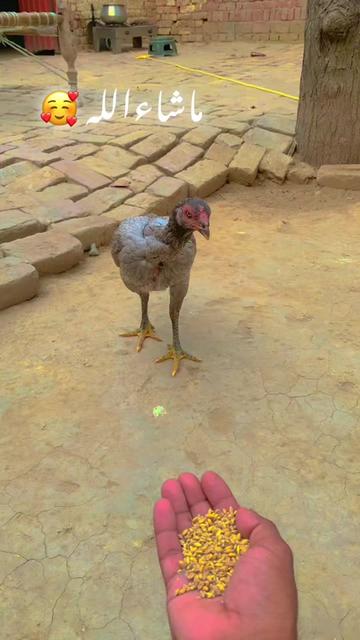 @⚜️شہزاد🦅احمد ⚜️