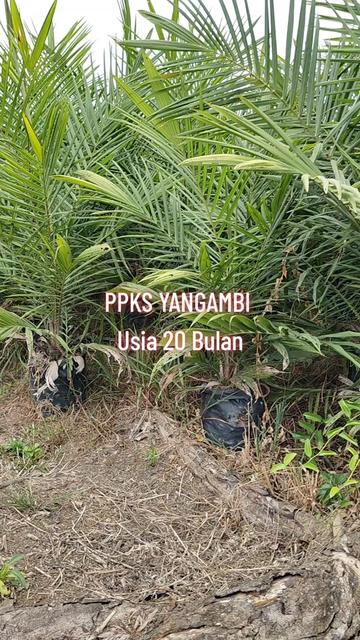 @BOS SAWIT