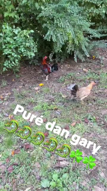 @Dragon game farm