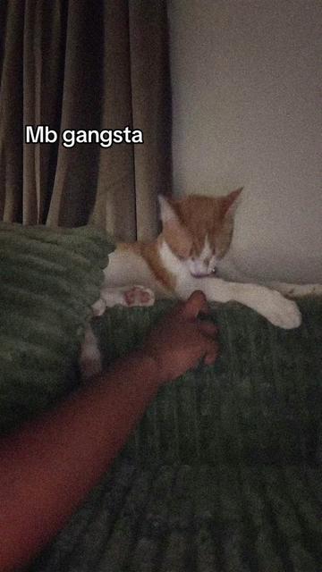 @𝑐ℎ𝑎𝑖ᥫ᭡