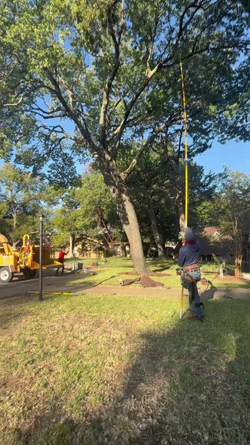 @Live Oak Tree Service