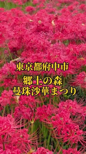@🌸Shinomin🌸