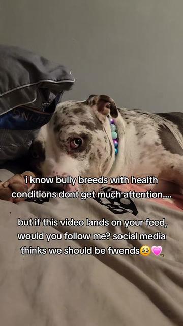 @kirsty+starlight the xl bully