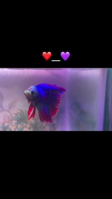 @Sagar_💖🦅