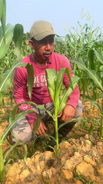 @Dusun Cikgu Mail