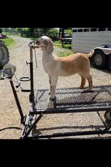 @Klein Kraal Farm🐐