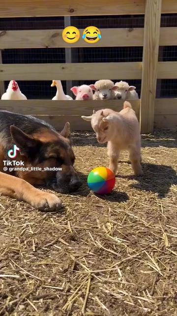 @Orhan &ccedil;etinkaya