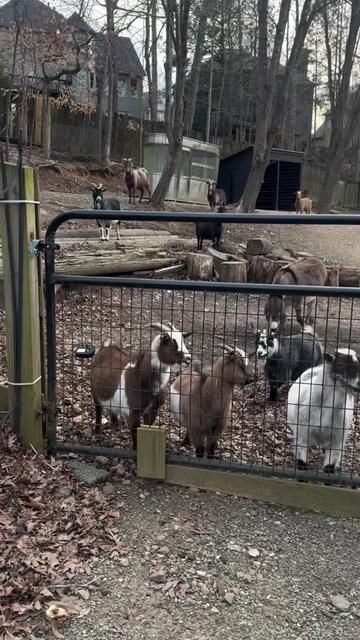 @Hidden Acres Animal Sanctuary