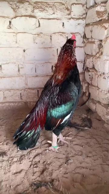 @Usman khan