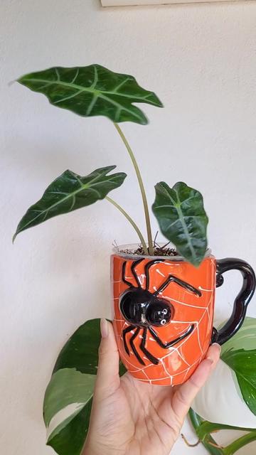 @Plantología🌿