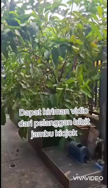 @Bibit khusus samarinda