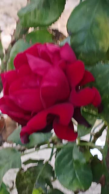 @yalnız adam1980