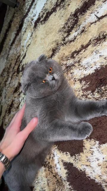 @BOBI🐈&zwj;⬛