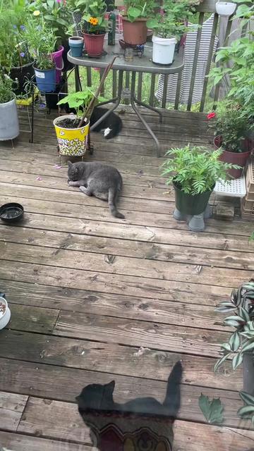 @Reznor_the_cat🪽