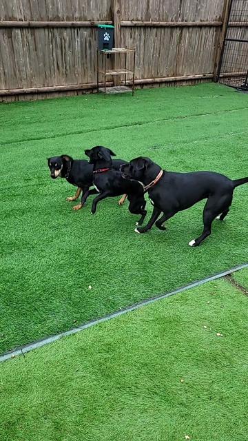 @Magicdogland.com