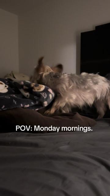 @Penny the Yorkie