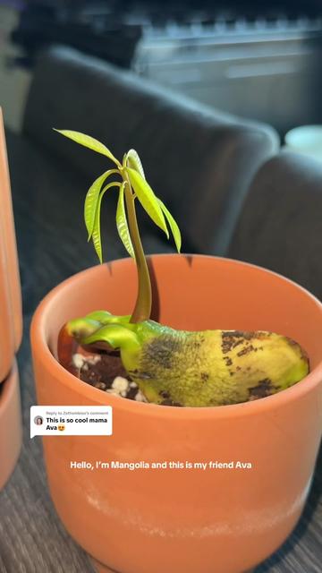 @Niki - Ava’s Mom 🥑🌱