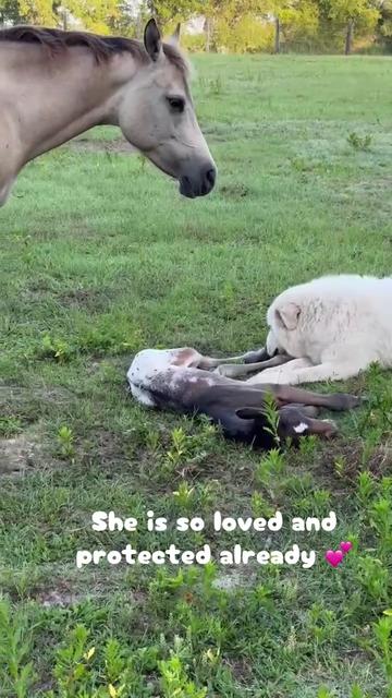 @jesswithallheranimals