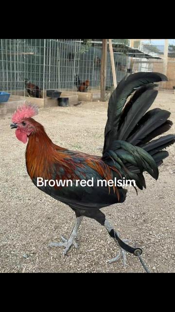 @A.MENDOZA.FARM.USA 74HWY