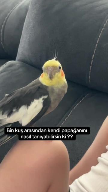 @Svg.K.E