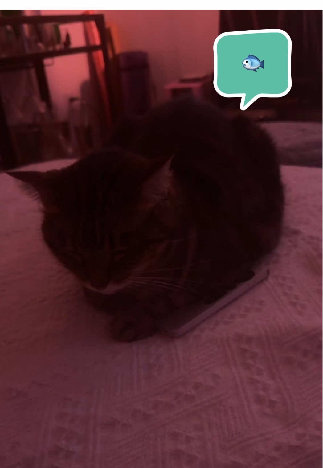 @⭒ Katt ⭒