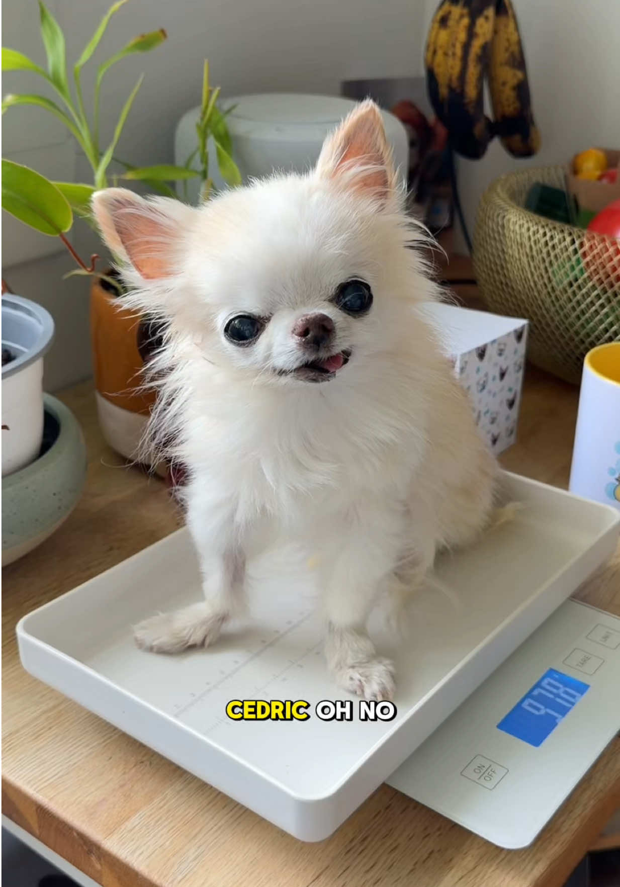 @Tiny Chihuahua Cedric & Maya