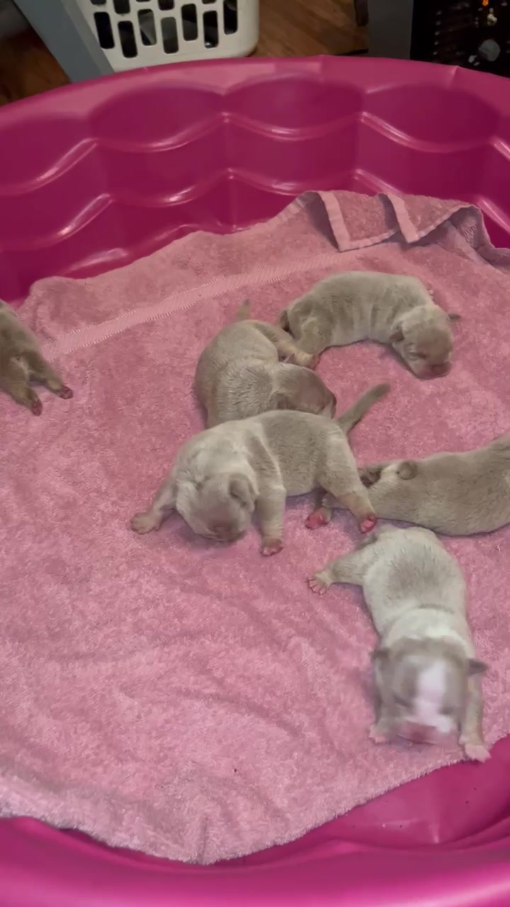 @wildtrikennels