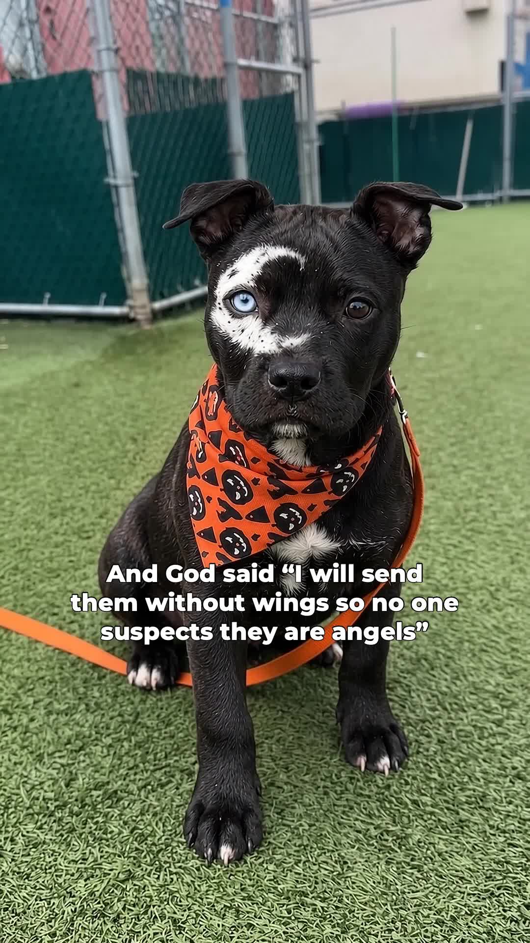 @moonfetches