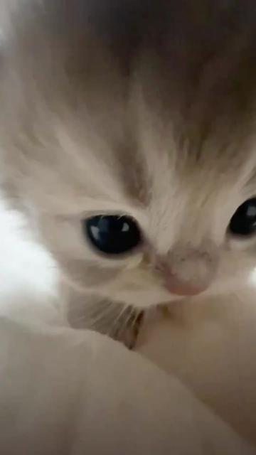 @catbosssss