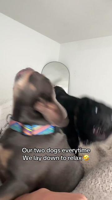 @LivinWithLevi
