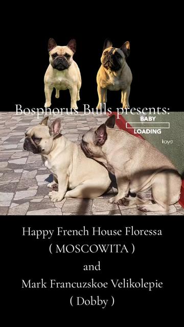 @Bosphorus Bulls French Bulldog