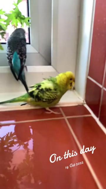 @Blu_the_budgie 🇹🇹