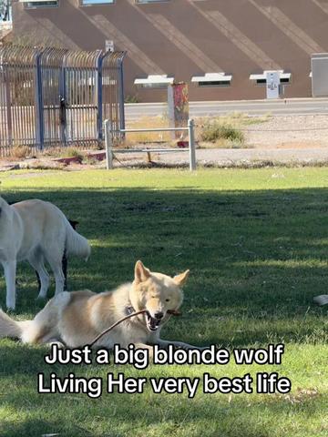 @Blond Wolf novelties