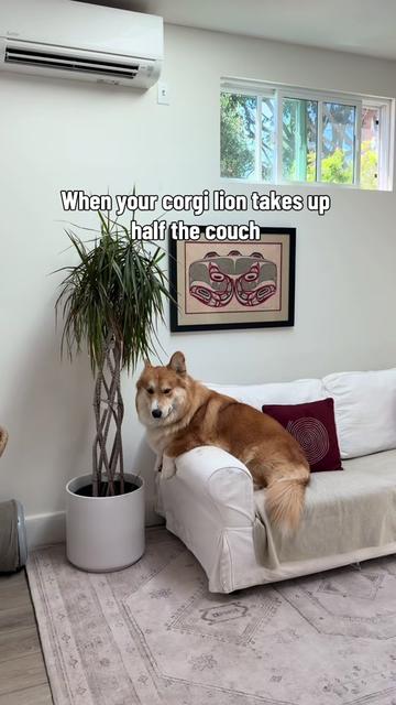 @apollothecorgimute