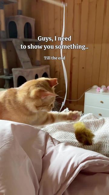 @MyStrayCheese