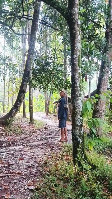 @aneka.bibit.pepaya