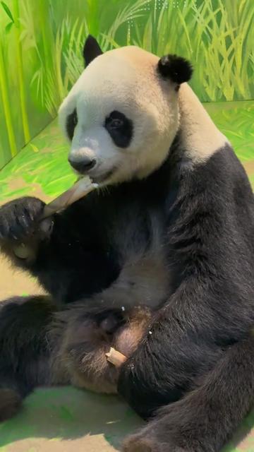 @熊猫妹珠🐼