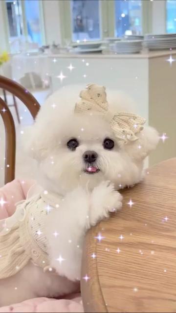 @pet home