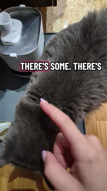 @Kittyboi