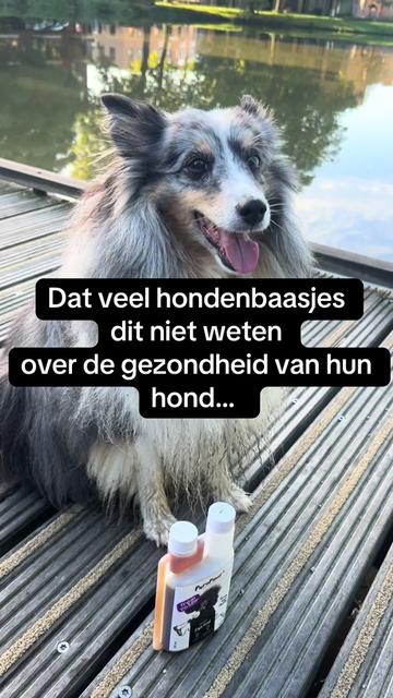 @Pure Paws