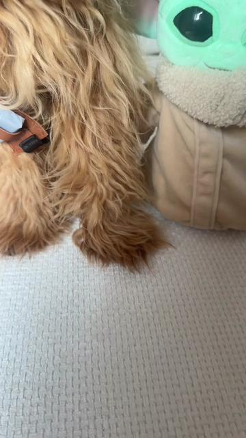 @Honey The Pomapoo 🧸