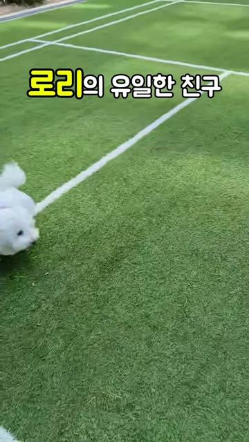 @꼬똥로리