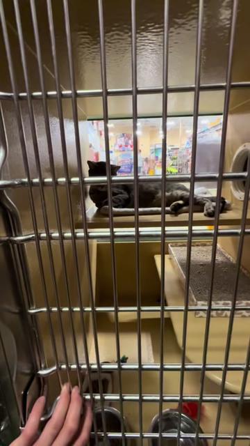 @Fancy Cats Rescue Team