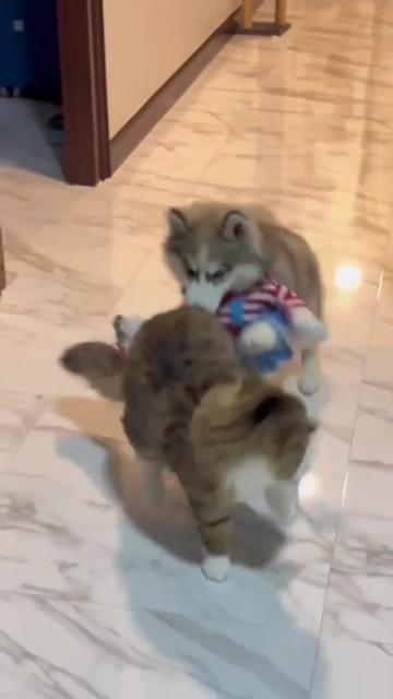 @Chonky World Of Cats