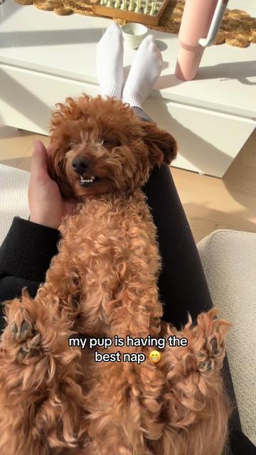 @peppermytoypoodle
