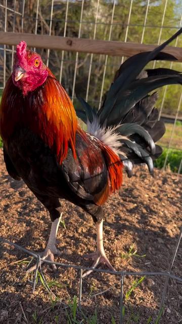 @Carol Nesmith Blackwater Farm